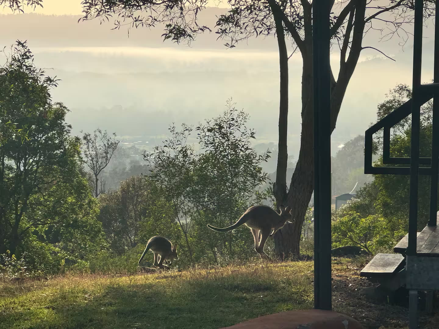 Two kangaroos bounding through grass in the early morning light